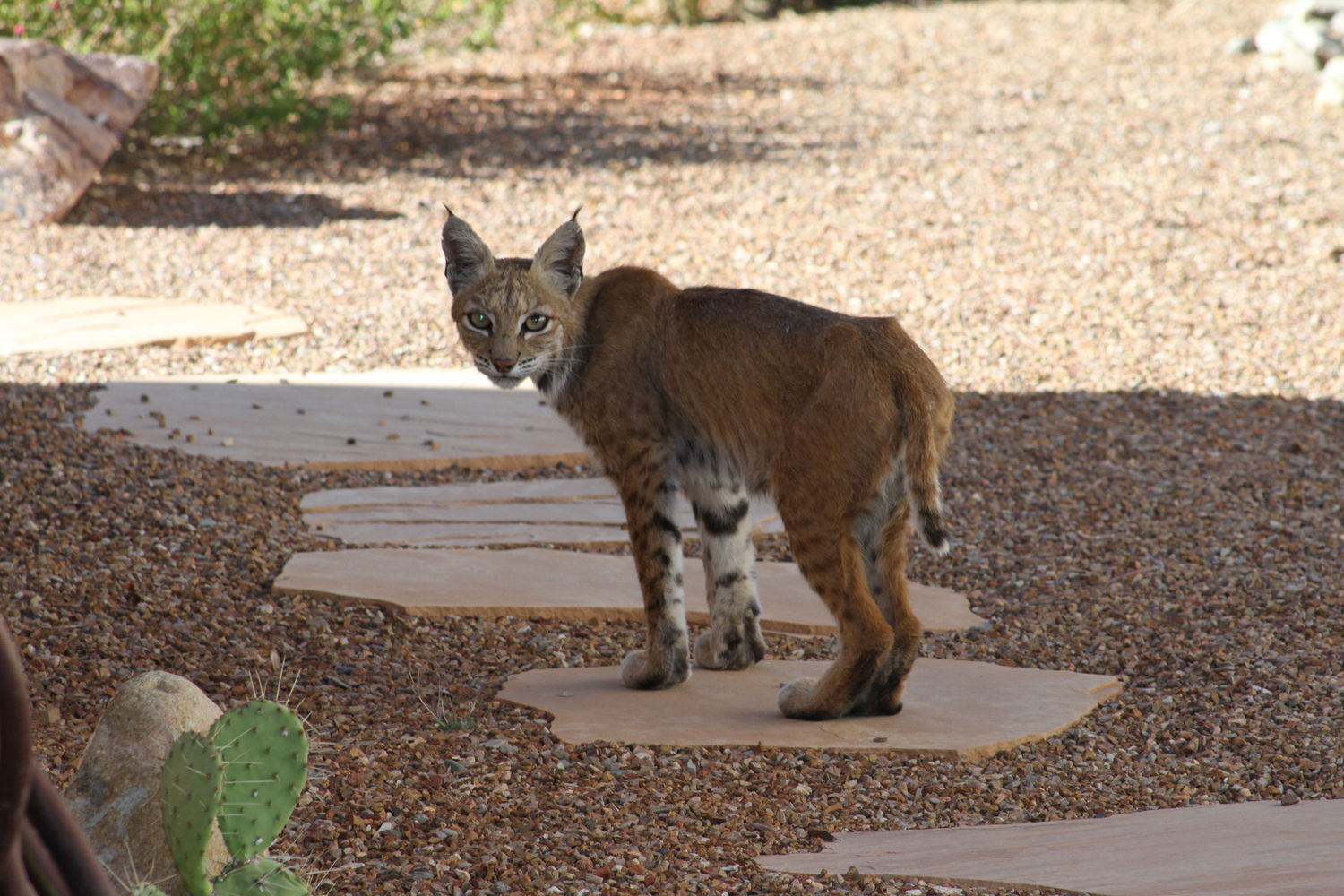 Bobcat